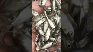 pure silver carp  fish seed available #fishfarming