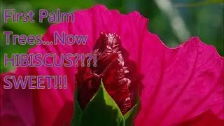 Mandela Effect: Crickets and Hibiscus Plants