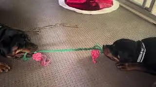 FUR BABIES WHO LOVE ROTTWEILER 🙋&zwj;♀️ #rottweiler #rotties #puppy #dog #fyp #everyone 