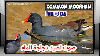 صوت لصيد دجاجة الماء| COMMON MOORHEN Hunting Call, Bird Songs,Bird Calls,Bird Sounds,Bird Hunting