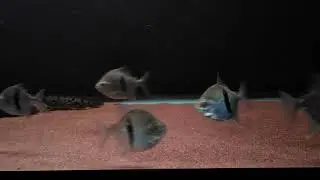 Myleus schomburgkii (wide bar silver dollar) update