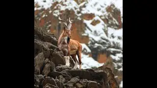 Precious Animal Markhor in Kaigah Conservation.