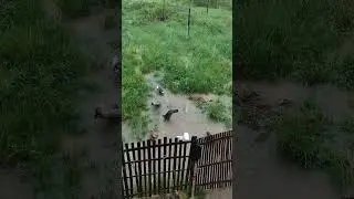 Duck's bathing in heavy rain village , relaxing sound, healing sound