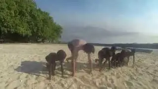 Tadejan - Vanuatu 2014