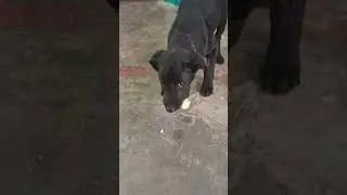 Good girls dog. #dog #song #shorts