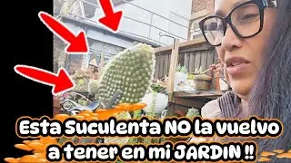 #retojardinero  PREGUNTAS  #tag #suculentas
