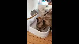 Wellness CORE Grain Free RawRev Indoor Chicken & Turkey Freeze Dried Turkey Recipe Dry Cat Food
