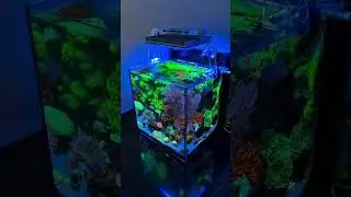 Great nano tank! 🥰💜 | #poweredbyaquaforest