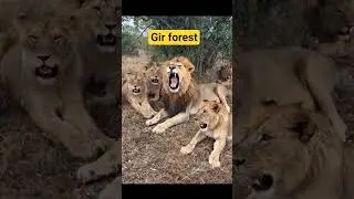 JUNAGAD LIONS (GIR FOREST) #junagadhtourism #lions #animallovers #animals #wildlife #jungle