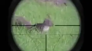Dog and Cat Gun Fight