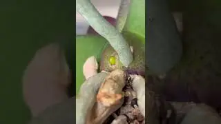 Смешайте борную кислоту с йодом и поливайте этим орхидеи!