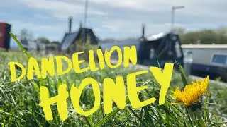 Living on a Narrowboat - Making Dandelion Honey - Vegan Honey Alternative