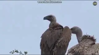 ~ Ptaki Afryki - 