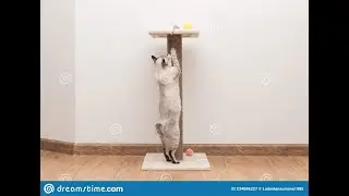A cat sharpens claws