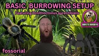 Basic BURROWING TARANTULA Setup // Fossorial 