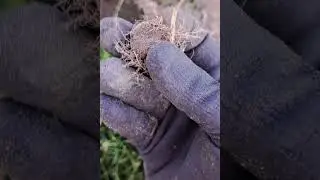 A sweet ring! Find of the week! /Metal detecting