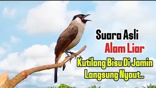 Pikat kutilang TUA HUTAN paling gacorr di alam liar, 100℅ kutilang liar langsung ngumpul 🦅