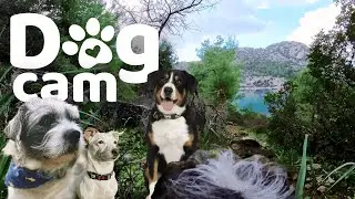Dog Cam | 🌲 Forest on One Side, Sea on the Other! 🌊 | Insta360 Go 3s