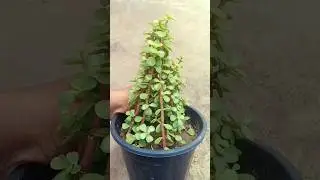 Jade Topiary (Pyramid)