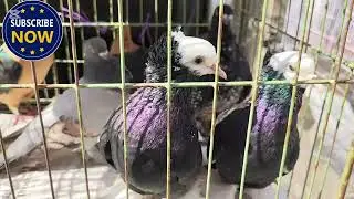 মিরপুর ১ পাখি এবং কবুতরের মিলন মেলা. Mirpur 1 Kabutor And Bird Market 2025. গিরিবাজ, রেসার কবুতর.