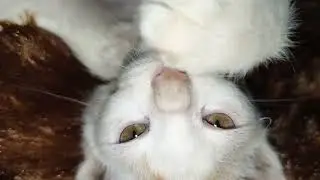 Playing with my cat neon ASMR part 2
