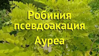 Робиния псевдоакация Ауреа. Краткий обзор, описание характеристик robinia pseudoacacia Aurea