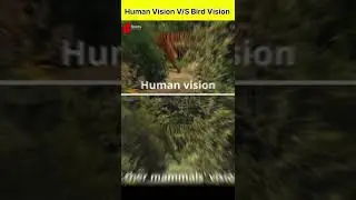 Human Vision V/S Bird Vision