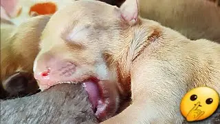 🐶🐶My lovely #puppy Joe Joe get wonderful breastfeeding🥰🥰 #puppy #puppies #puppyplaytime #doglovers