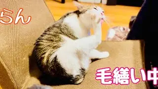 らん　毛繕い中