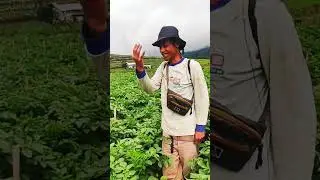 NASIB PETENI KENTANG DIENG JIKA HARGA ANJLOK
