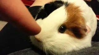 Puzzle the Guinea Pig