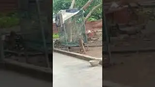 Fight between a baby monkey and a Cock... Funny to watch