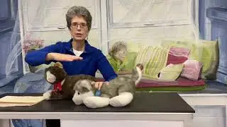 How to recognize anxiety due to pain in dogs