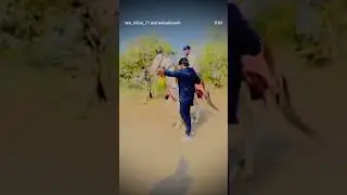 #horselove #horseriding #horseshorts #minishorts #video #kathiyawadi #suratgujrat #subscribe