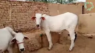 Bhagnari Cattle Pakistan #sibi #bhagnari #sibbibull #trending #video #viralvideo ##ytshorts