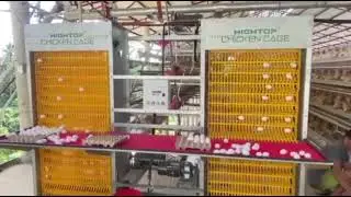 HIGHTOP Automatic egg collection machine