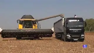 ASAJA-Sevilla participa en un proyecto de investigaci&oacute;n para adaptar el girasol a la sequ&iacute;a