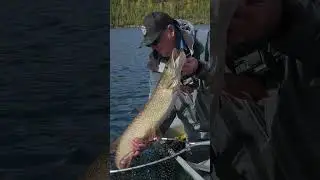 Pike on the Fly in BC &mdash; With Phil Rowley