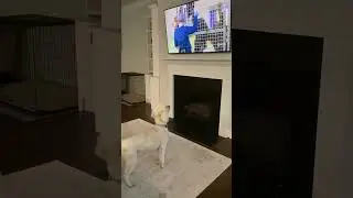 Tucker&rsquo;s Chimpanzee Channel 🐒 | Primate Patrol in Action