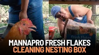Cleaning Nesting Box with Fresh Flakes | MannaPro Fresh Flakes