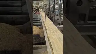 Pine wood processing factory - Pine wood processing process #woodcutting #woodprocessing