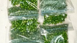 Healthy Homemade Frozen Green Peas( মটর)Process #frozen #homemadefrozenmatar#chemicalfreefrozenmatar