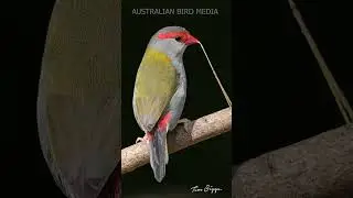 Red-browed Finch #finches #birds
