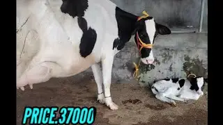 HF COW FOR SALE, PRICE.37000,P.H 9855128691,9814240706