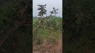7acr land near Halia.. halia bus stand to site 8 km clear title.. brothers real estate nalgonda