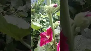 Мальва#malva#flowers#garden#цветёт