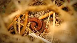 Looking for Adders in west Wales By Darren Harries