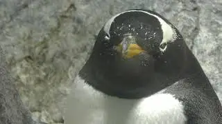 暑い日はペンギンを見て涼みましょう【海遊館】