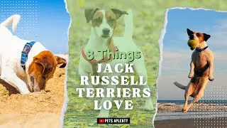 8 Things Jack Russell Terriers Love