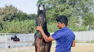 Horse training Malayalam